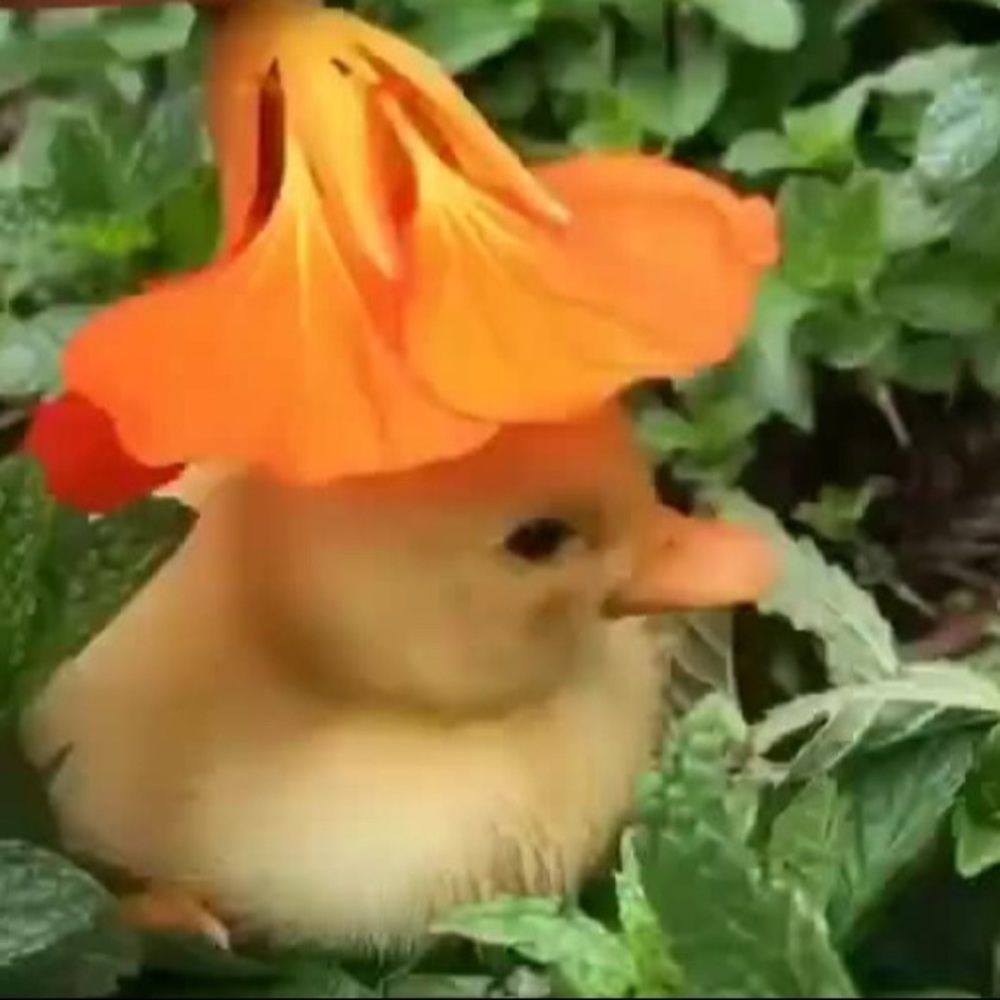 Meet your Posher, Shanna